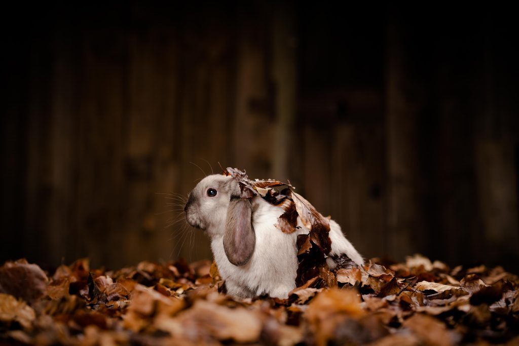 25pictures-Fotograf-Fotografie-Fotostudio-Video-Videoproduktion-Coesfeld-Haustierfotograf-Tierfotograf-Tiere-Haustiere