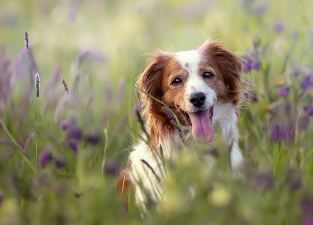 25pictures-Fotograf-Fotografie-Fotostudio-Video-Videoproduktion-Coesfeld-Haustierfotograf-Tierfotograf-Tiere-Haustiere